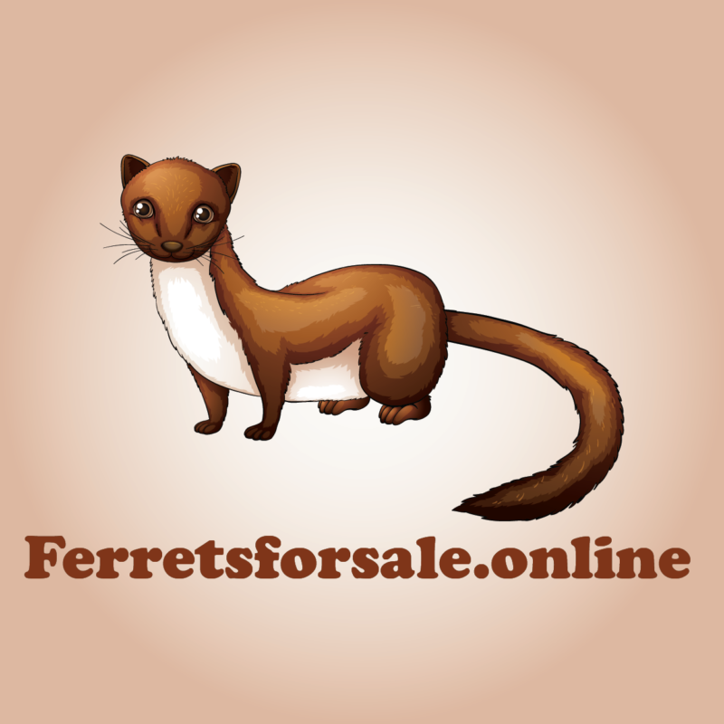 ferretsforsale.online